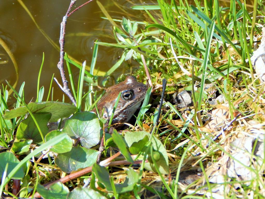 Haaviku Nature Lodge Sagadi Kültér fotó