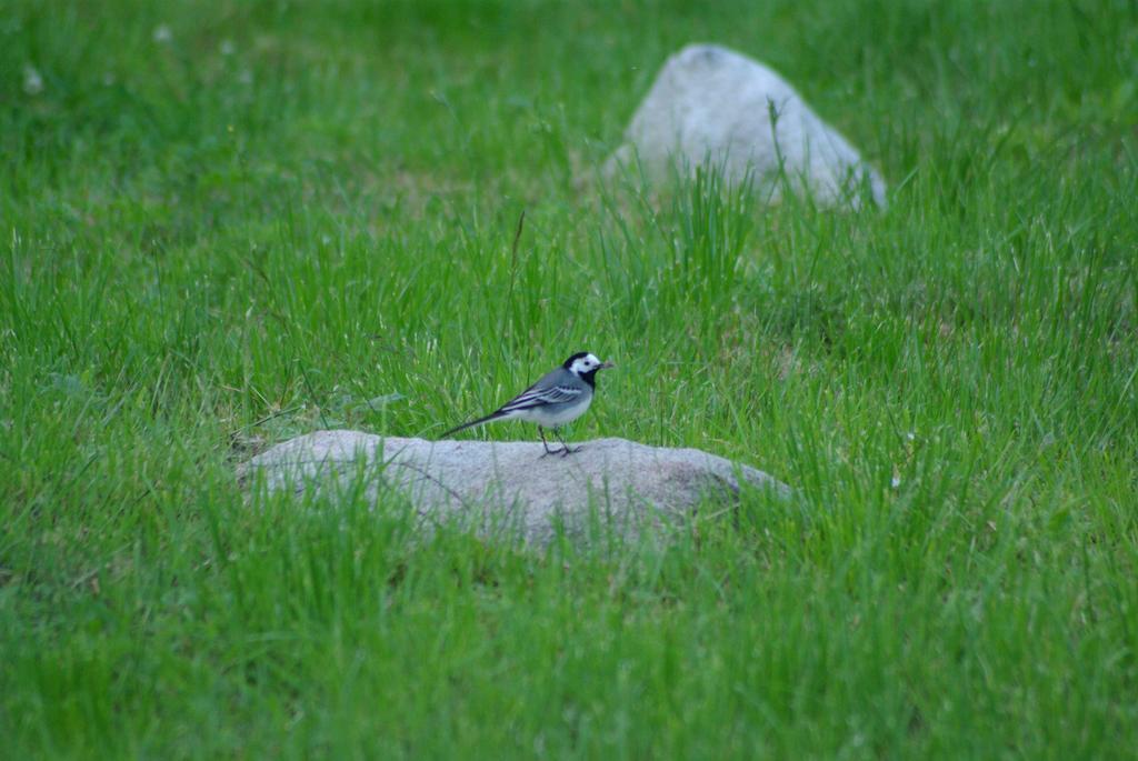 Haaviku Nature Lodge Sagadi Kültér fotó